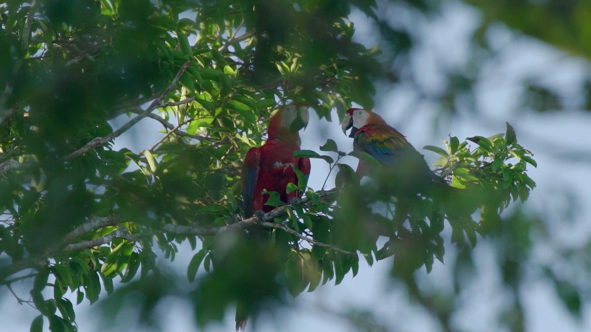 Papagáj expedíció Amazóniában